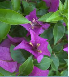 beautiful tropical purple flowers picture.jpg