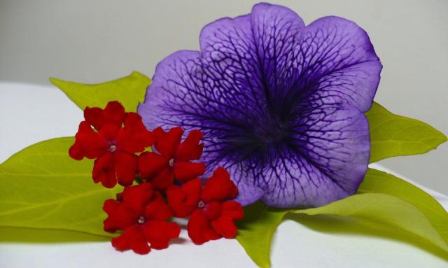 big dark purple flower photo.jpg