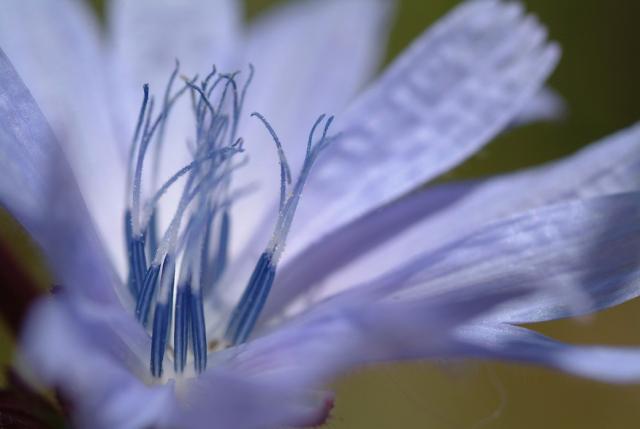 blue purple flowers.jpg