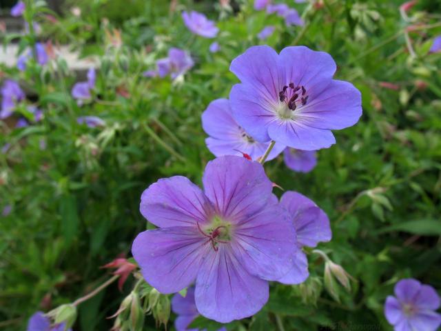 blue purple flowers image.jpg