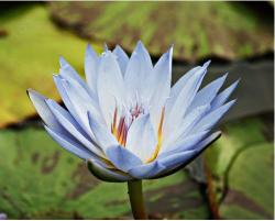 bluish purple waterlily.jpg