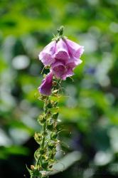 Brighton flower with bell shape.jpg