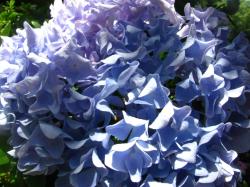 bush purple flowers.jpg
