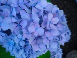 CLose up picture of Hydrangea flowers in blue purplish color.jpg