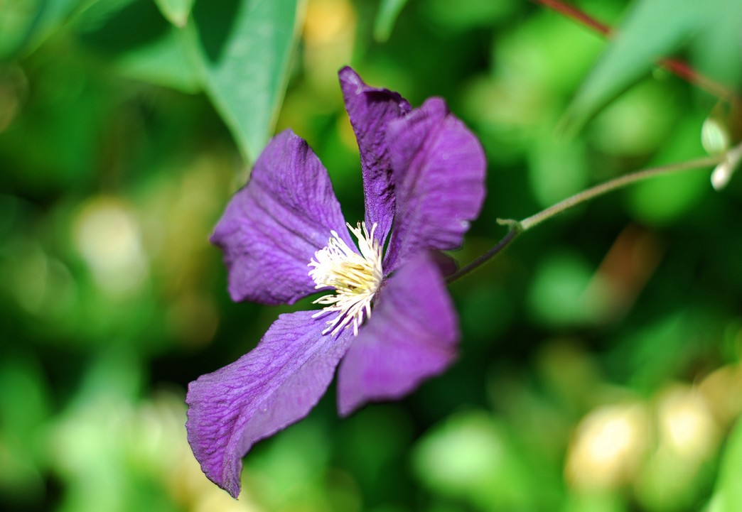 Dark Purple Clematis Flower.jpg