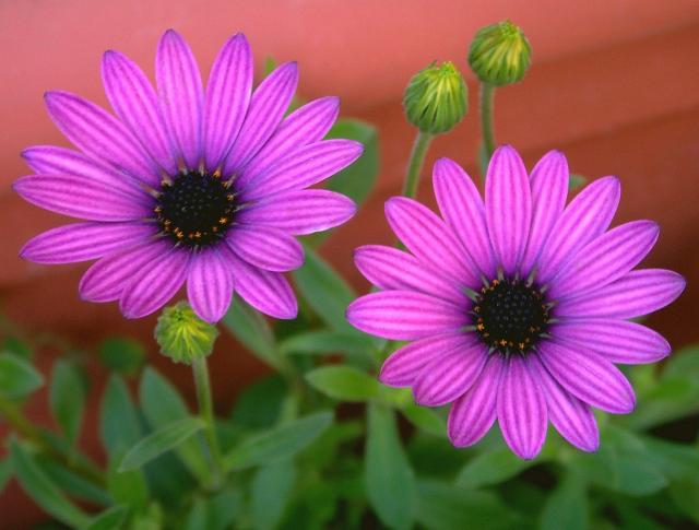 pink daisy flowers photo.jpg