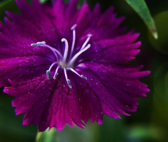 Dark purple Marco flower iamge.jpg