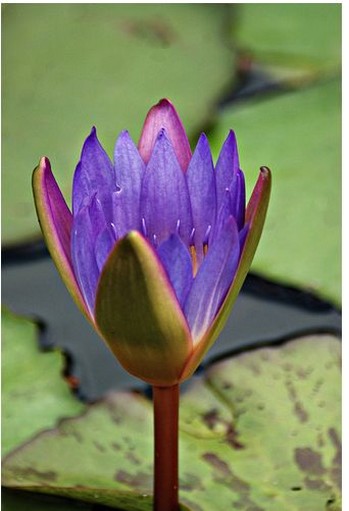 Dark purple waterlily.jpg