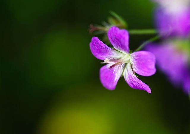 Dark purple Woodland Geranium flowers photo.jpg