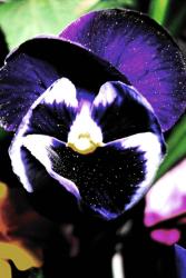 Flecked Pansy flowers.jpg