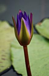 florescent purple waterlily.jpg