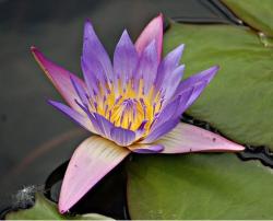 floresent purple and yellow waterlily.jpg