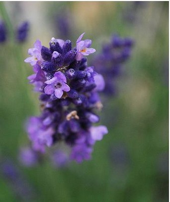 flowers in purple.jpg