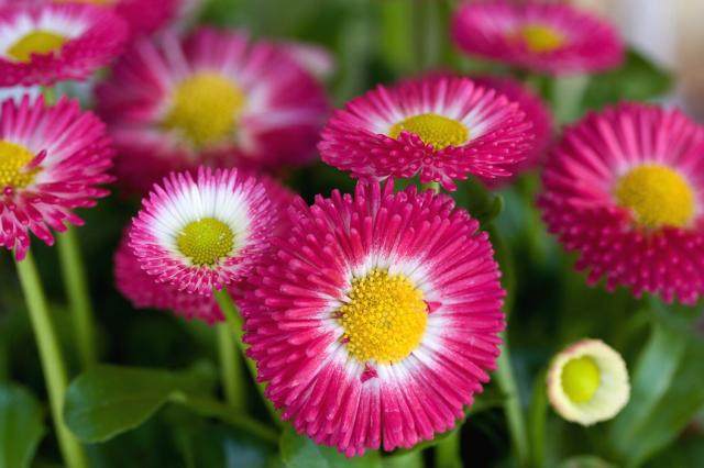pink daisy flowers iwth yellow center.jpg