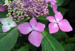 flowers in purple photo.jpg