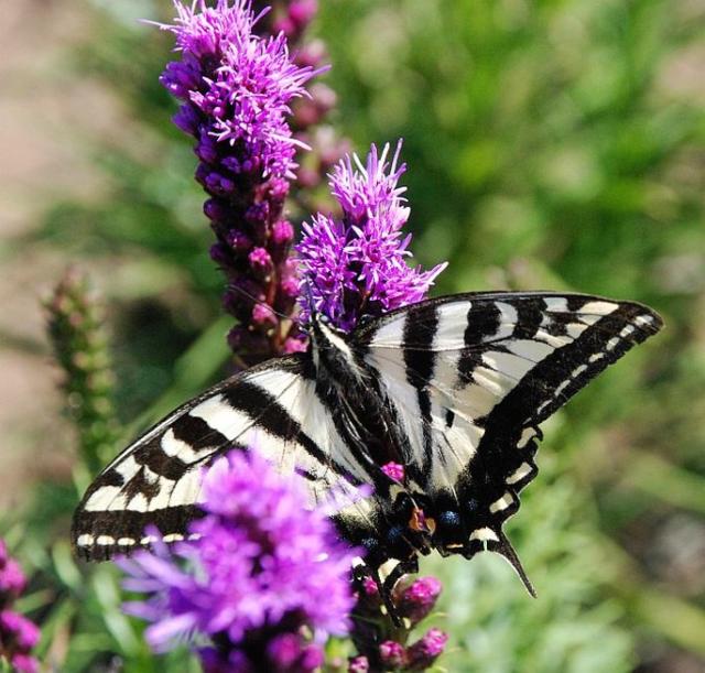 flowers in purple with a beautiful butterfly in white and black.jpg