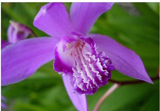 Frilly Orchid flower picture.jpg