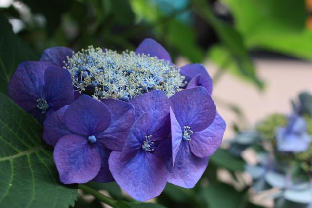 Hydrangea macrophylla flowers in beautiful blueish purple.jpg