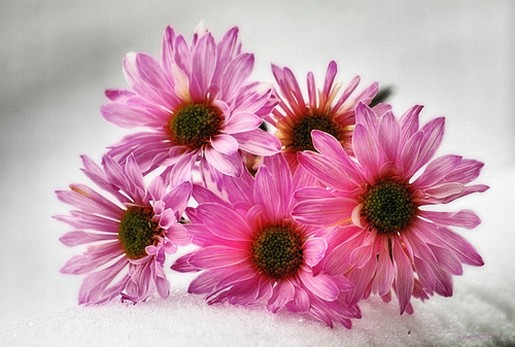 pink daisy flowers iwth dark centers.jpg