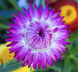 large purple flower photo.jpg