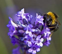 Lavender flowers with bee.jpg