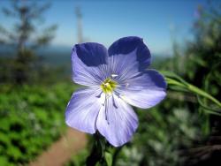 light blueish purple flowers.jpg