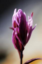 light purple flowers.jpg