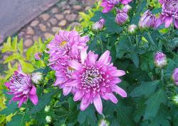 light purple flowers in garden.jpg