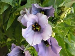 light purple flowers with yellow center.jpg