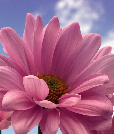 pink daisy flower.jpg