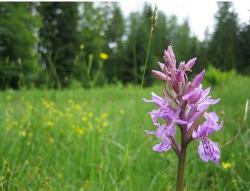 Light purple Swiss Meadow flower.jpg