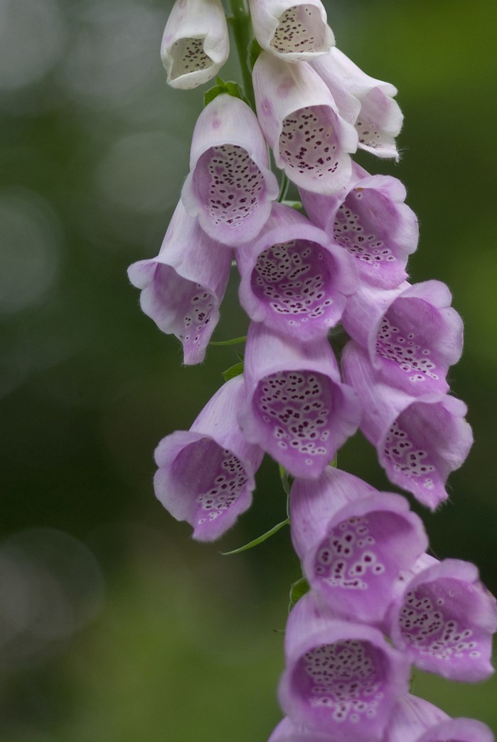 Macro Purple Flowers picture.jpg