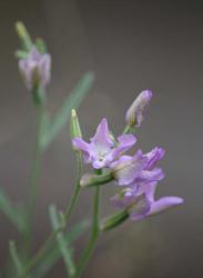 Night Scented Stock in light purple.jpg
