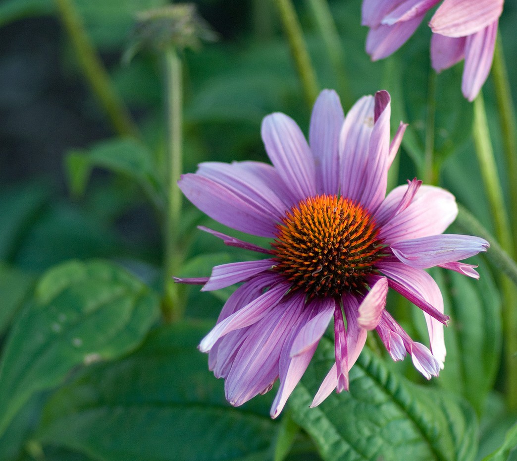 orange purple flowers.jpg