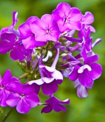 photo of beautiful purple flowers.jpg