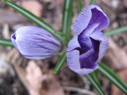 photo of long purple flowers.jpg