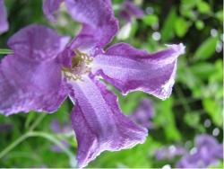 photo of Olbrich flowers in light purple.jpg