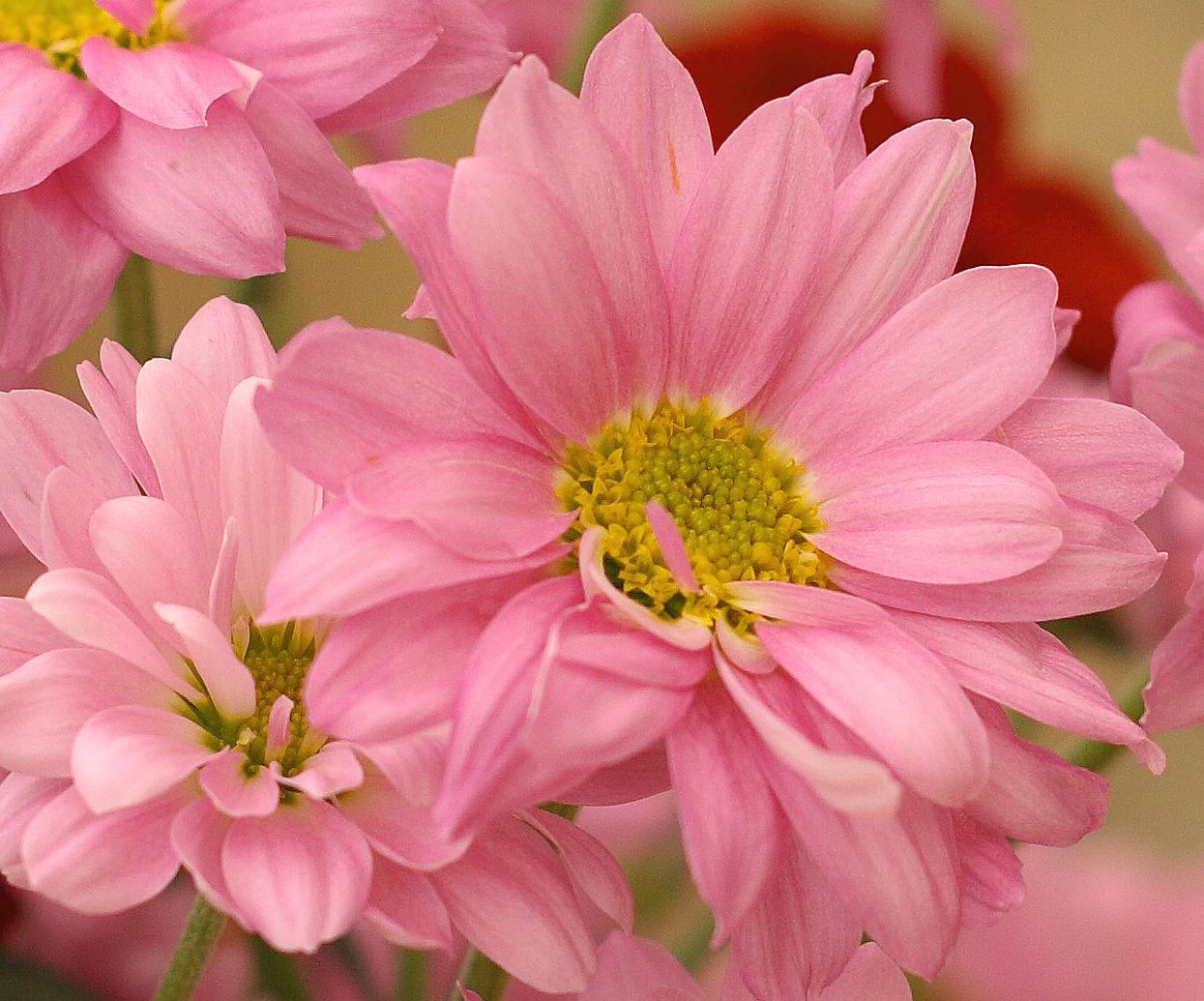 pink daisy flower with yellow image.jpg