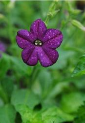 picture of dark purple flower.jpg