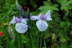 picture of Irish flowers in purple.jpg