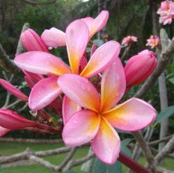 pretty tropical Plumeria flowers.jpg