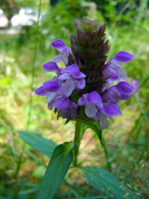 picture of plant purple flowers.jpg