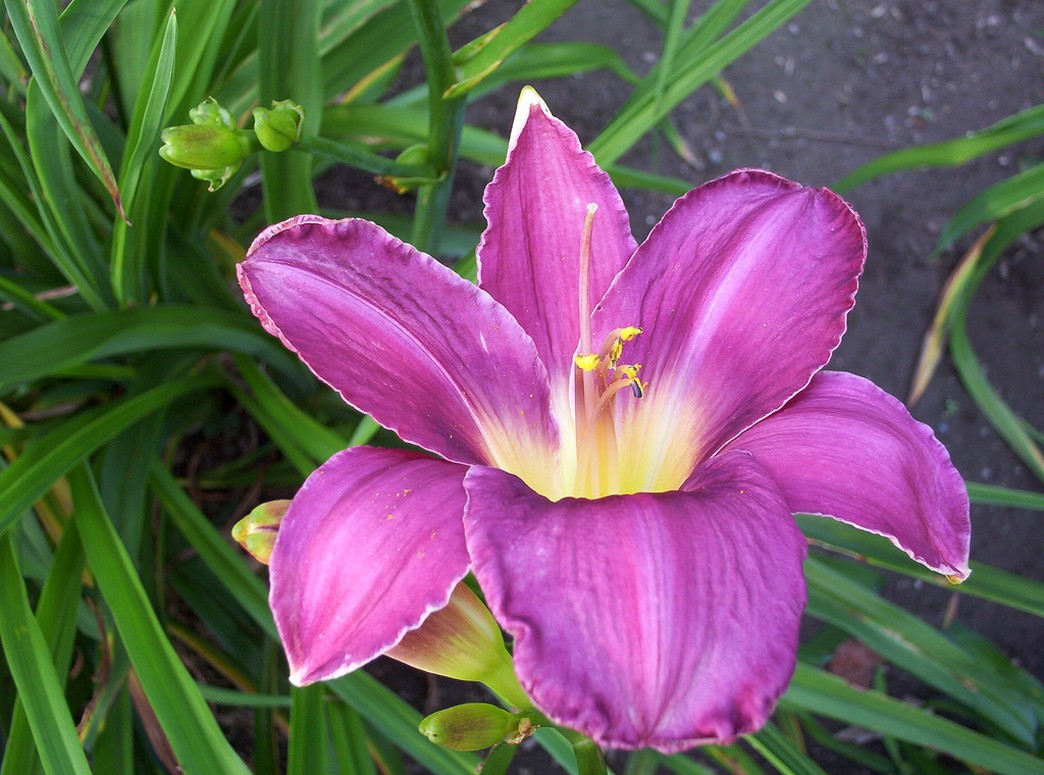 Pinkish purple orchidee flowers.jpg