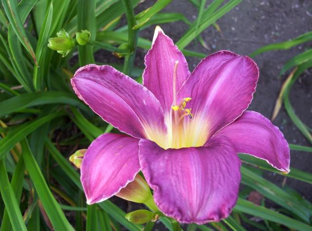 Pinkish purple orchidee flowers.jpg