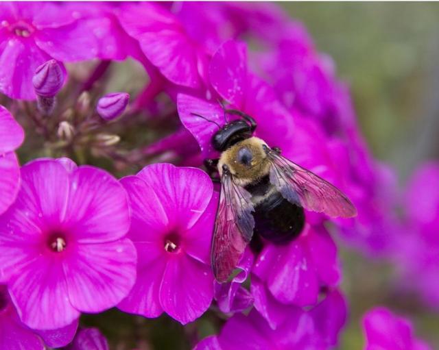 pinkish purple phlox flowers with a bee.jpg