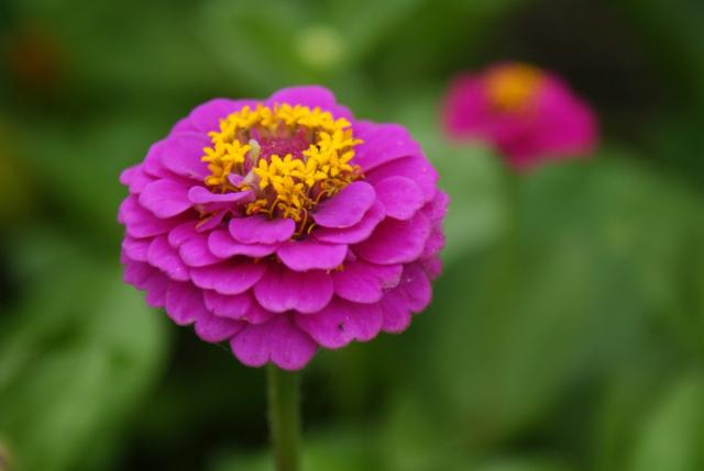 Pinkish Purple Zinnia with yellow center.jpg
