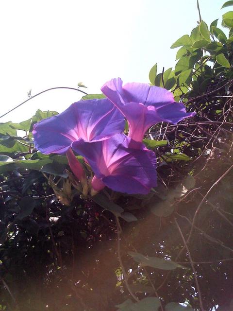 plant purple flowers picture.jpg