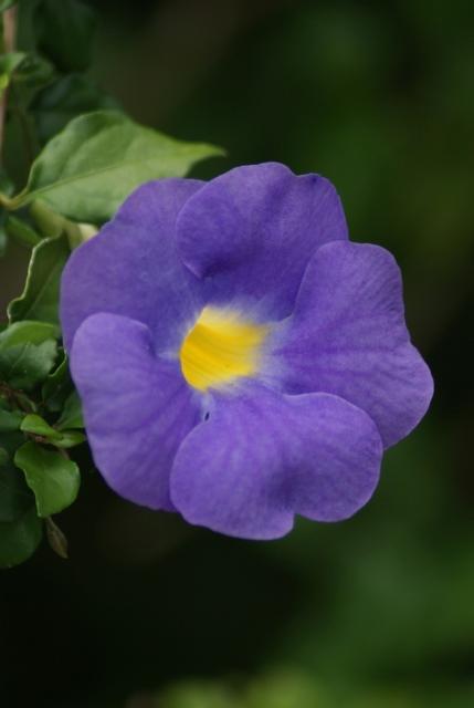 Plant purple flowers with bright yellow center ID'ed as King's Mantle.jpg