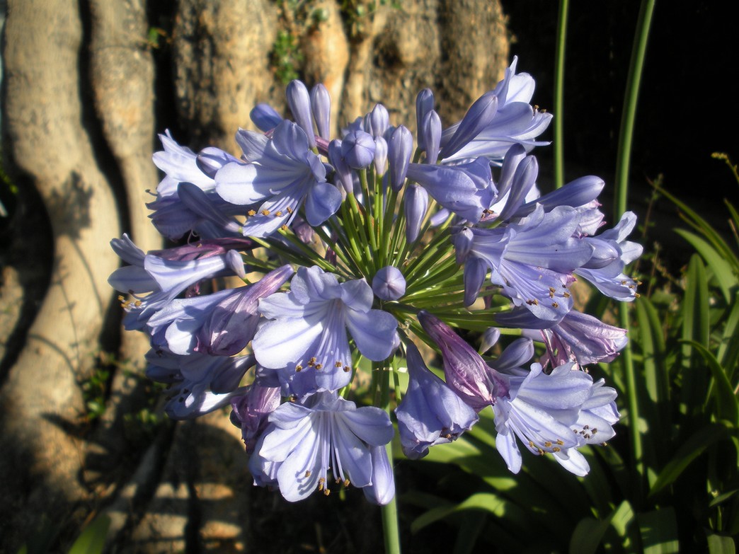 Plants purple flowers photo Identification Agapanthus Lily of the Nile.jpg