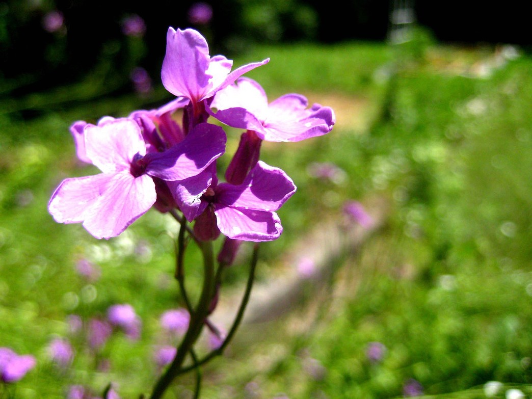 plants purple flowers pic.jpg